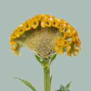 Celosia Act Inca