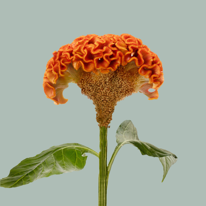 Orange Celosia ‘Act Zara’ Cut Flowers – 72cm Stems