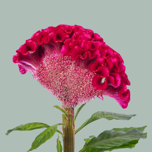 Celosia Act Dara (20 Stems)