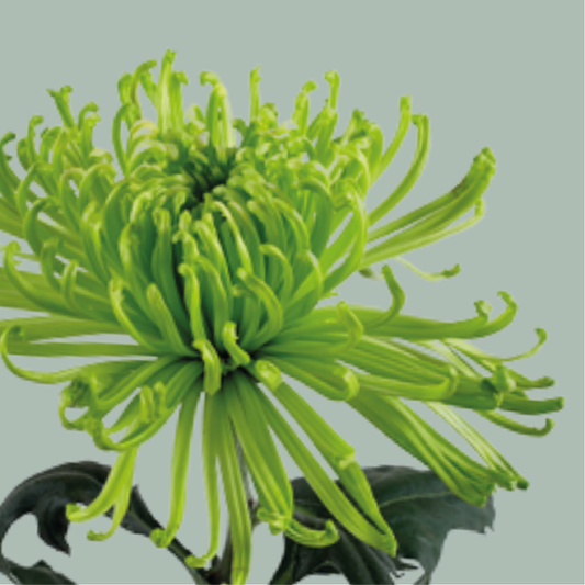 Chrysanthemum G Anastasia Green (10 Stems)