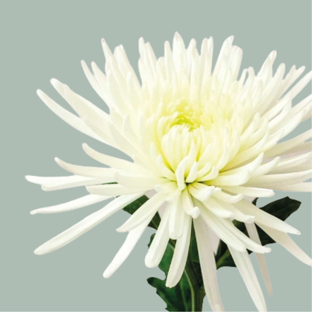 Chrysanthemum G Anastasia (10 Stems)