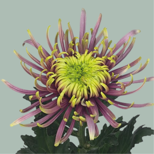 Chrysanthemum G Baltazar