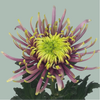 Chrysanthemum G Baltazar (10 Stems)