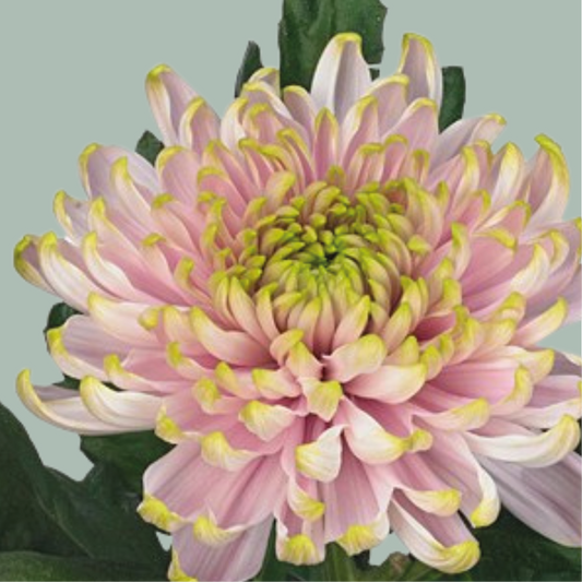 Chrysanthemum G Rossano Charlotte (10 Stems)