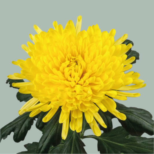 Chrysanthemum Pjotr (10 Stems)