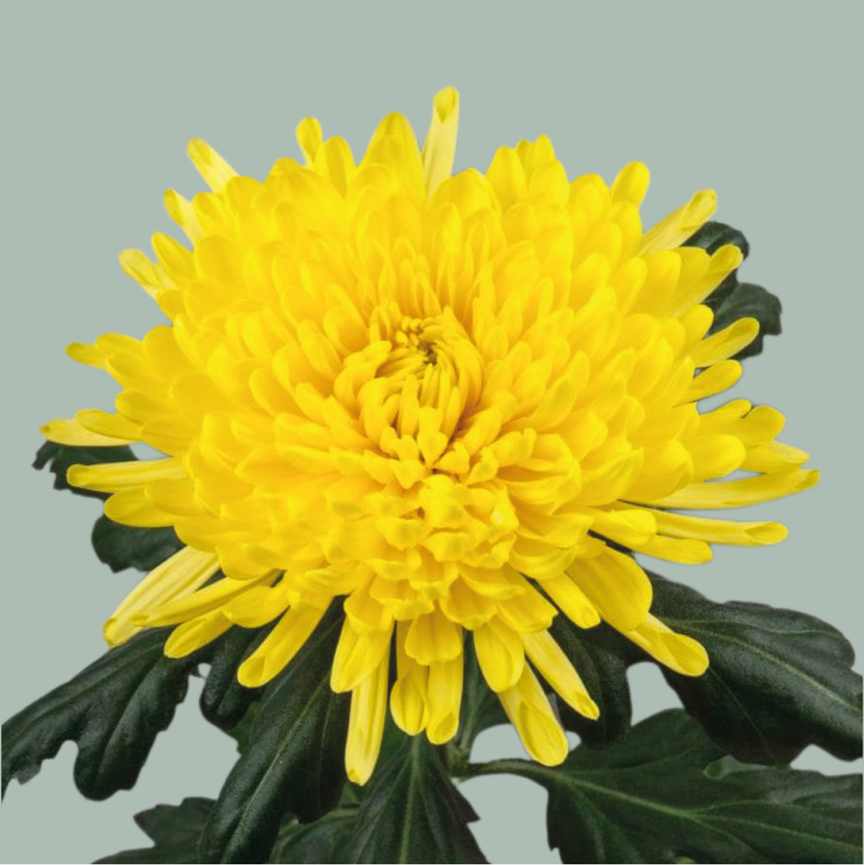 Chrysanthemum G Pjotr