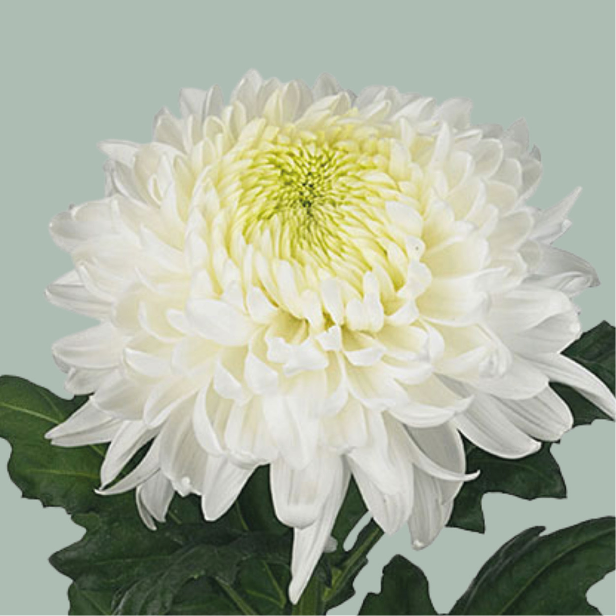 Chrysanthemum G Magnum White (10 Stems)