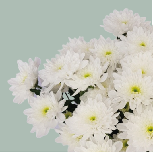 Chrysanthemum Spray Bonita White (20 Stems)