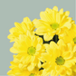 Chrysanthemum Spray Mixed Box (80 Stems)