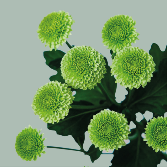 Chrysanthemum Spray Code Green (20 Stems)