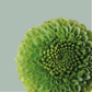 Chrysanthemum Spray Code Green (20 Stems)