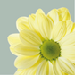 Chrysanthemum Spray Chic Cream (20 Stems)