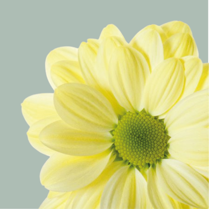 Chrysanthemum Spray Chic Cream