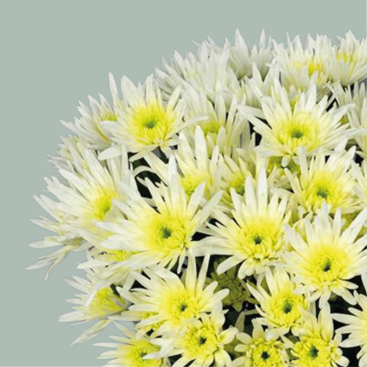 Chrysanthemum Spray Delianne White (20 Stems)