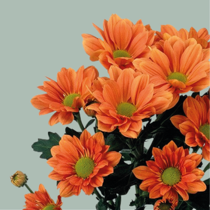 Chrysanthemum Spray Grand Orange