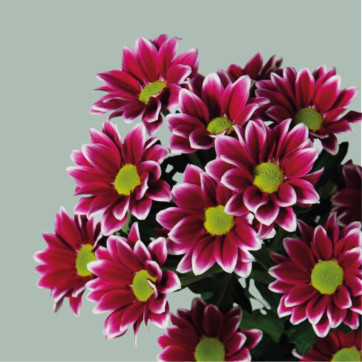 Chrysanthemum Spray Haydar (20 Stems)
