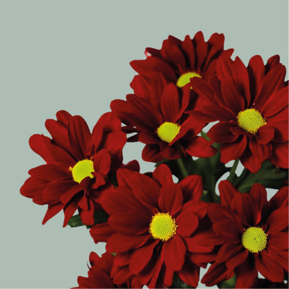 Chrysanthemum Spray Merlot