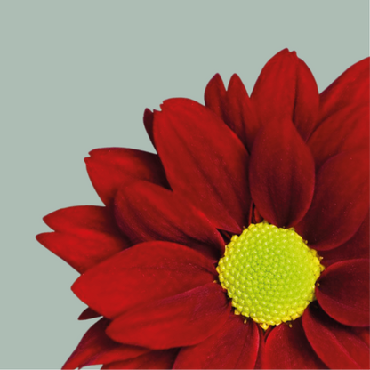 Chrysanthemum Spray Merlot