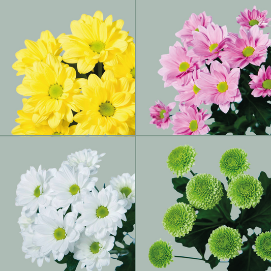 Chrysanthemum Spray Mixed