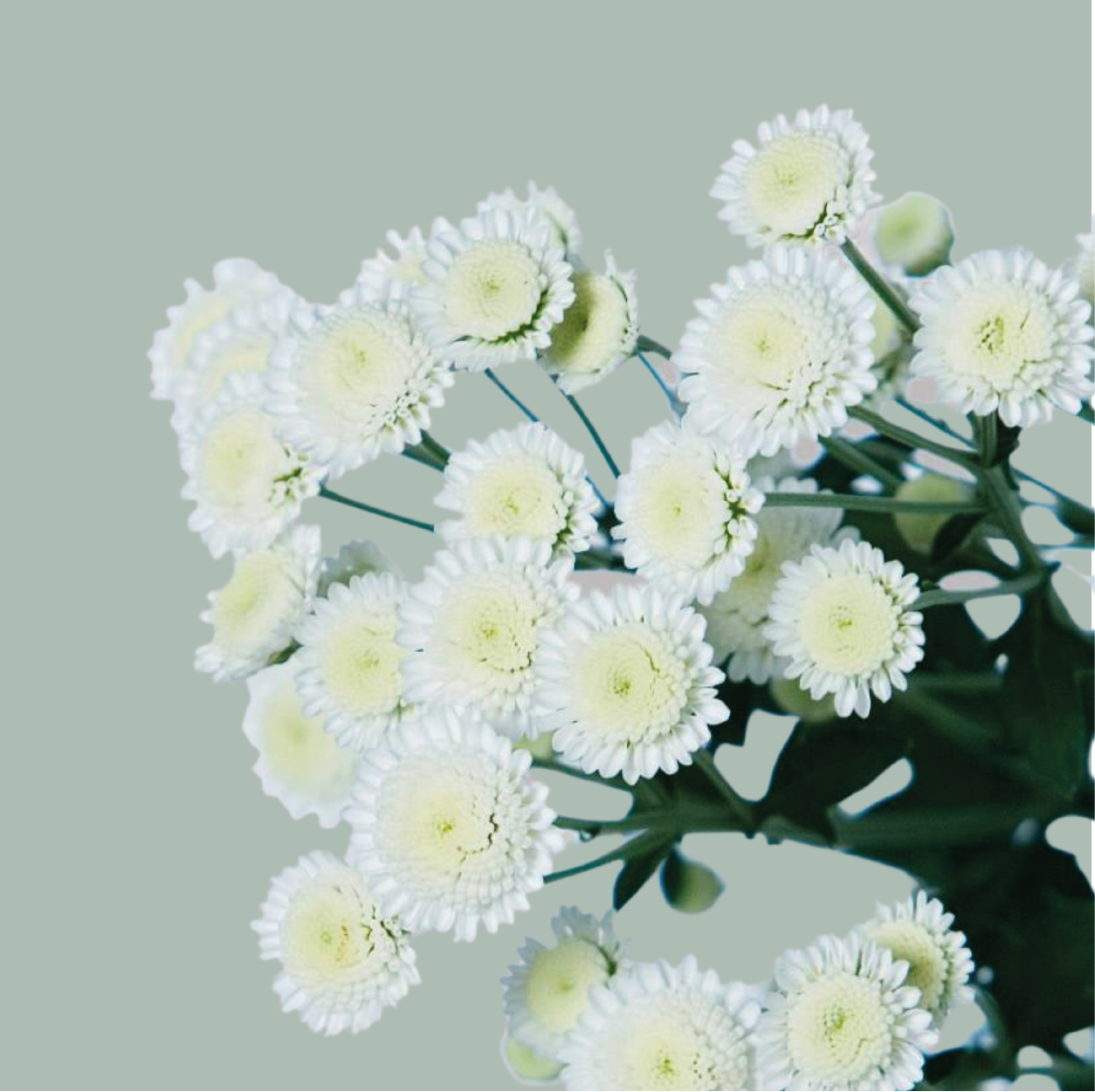 Chrysanthemum Spray Stallion White