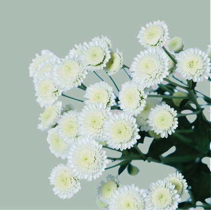 Chrysanthemum Spray Stallion