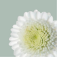 Chrysanthemum Spray Stallion (20 Stems)