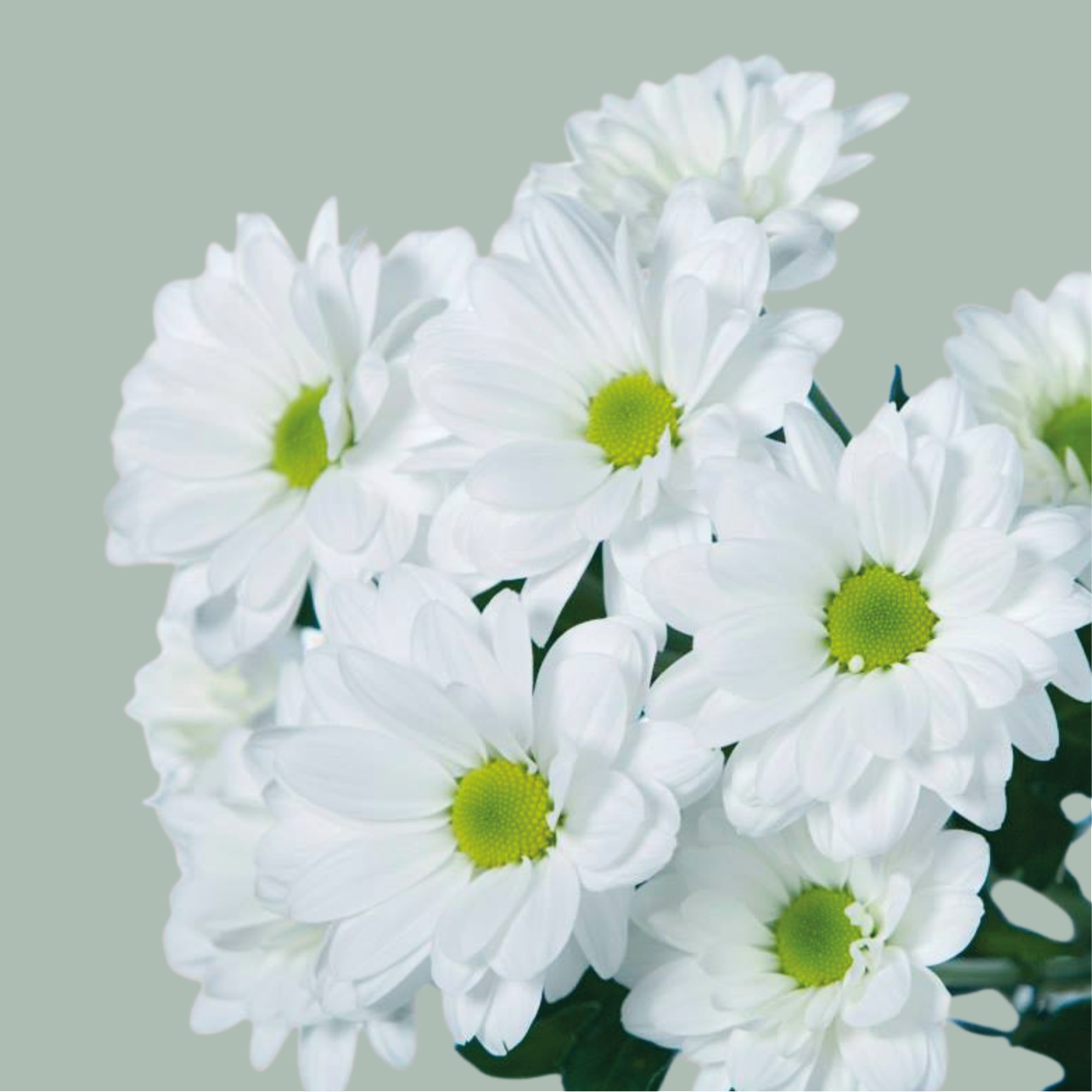 Chrysanthemum Spray Chic White (20 Stems)