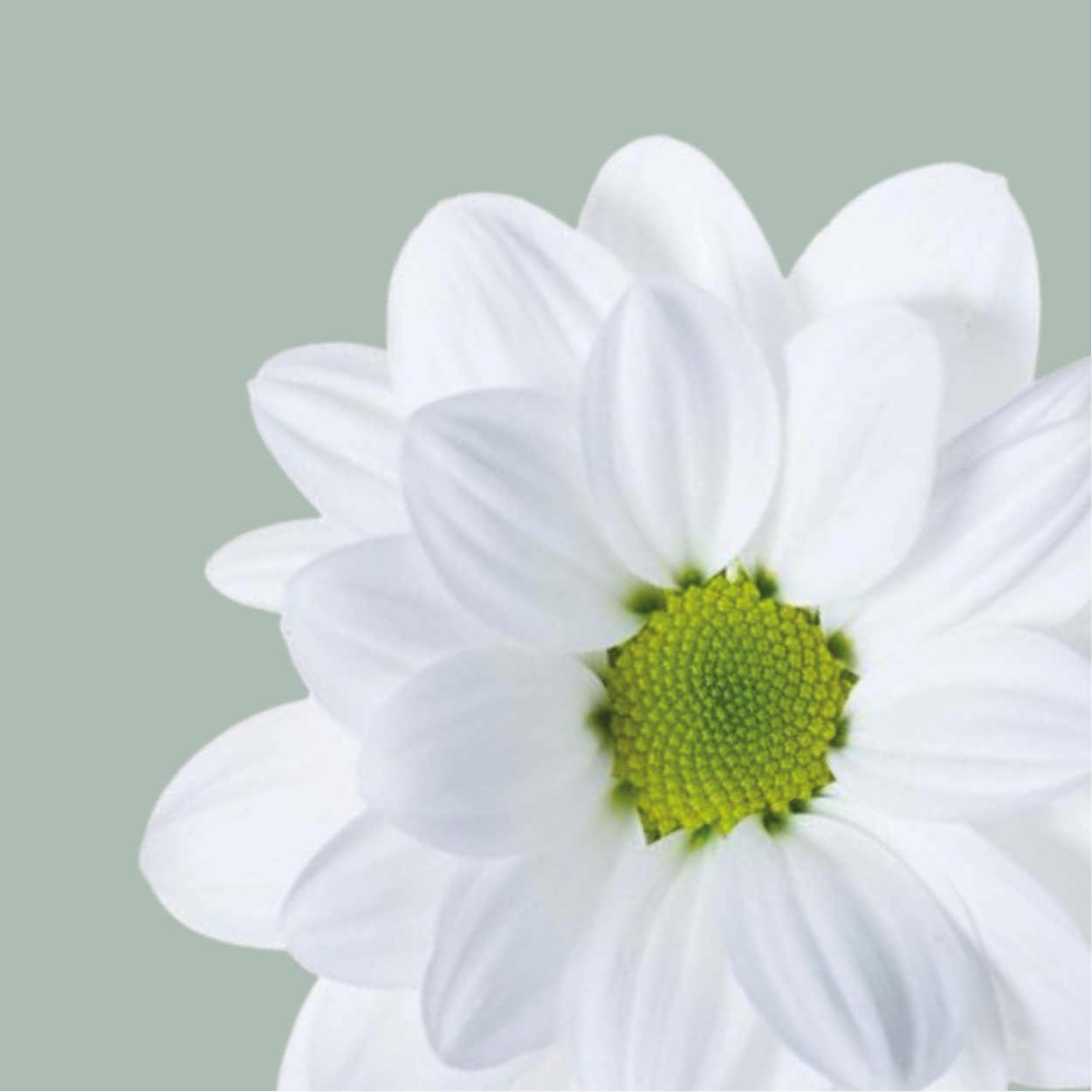 Chrysanthemum Spray Chic White (20 Stems)