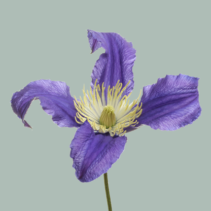 Clematis Blue Pirouette (10 Stems)
