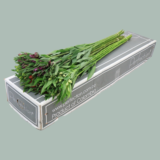 Alstroemeria Columbian Mixed Box (100 Stems)