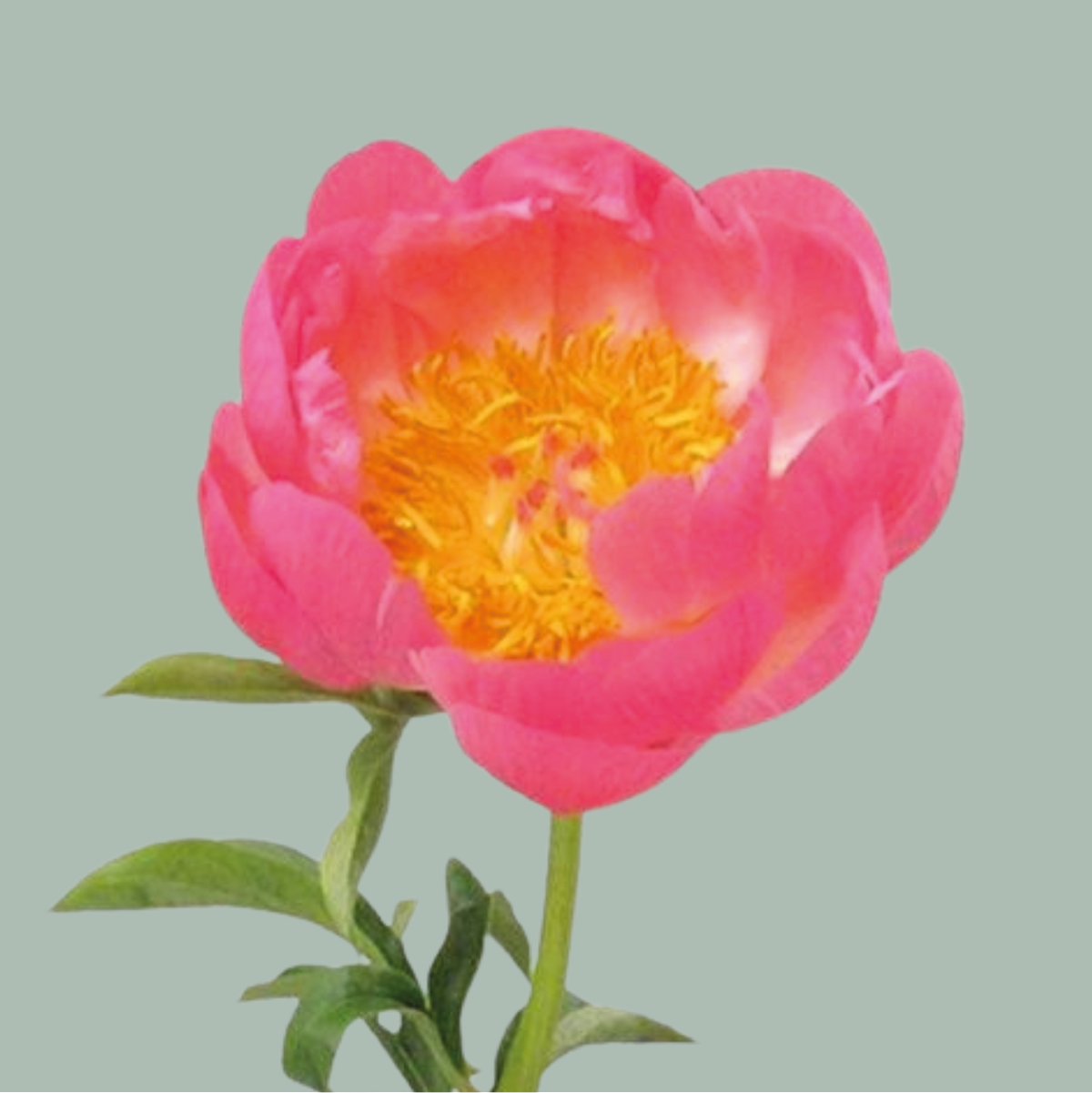 Peony Coral Charm (10 Stems)