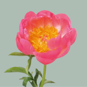 Peony Coral Charm (10 Stems)