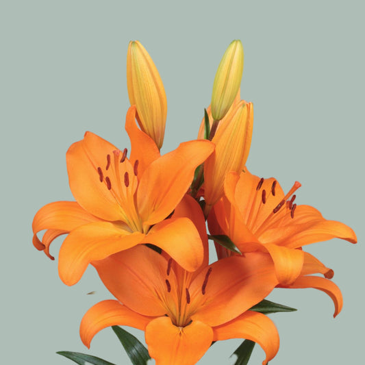Lily Cortana (LA) (10 Stems)