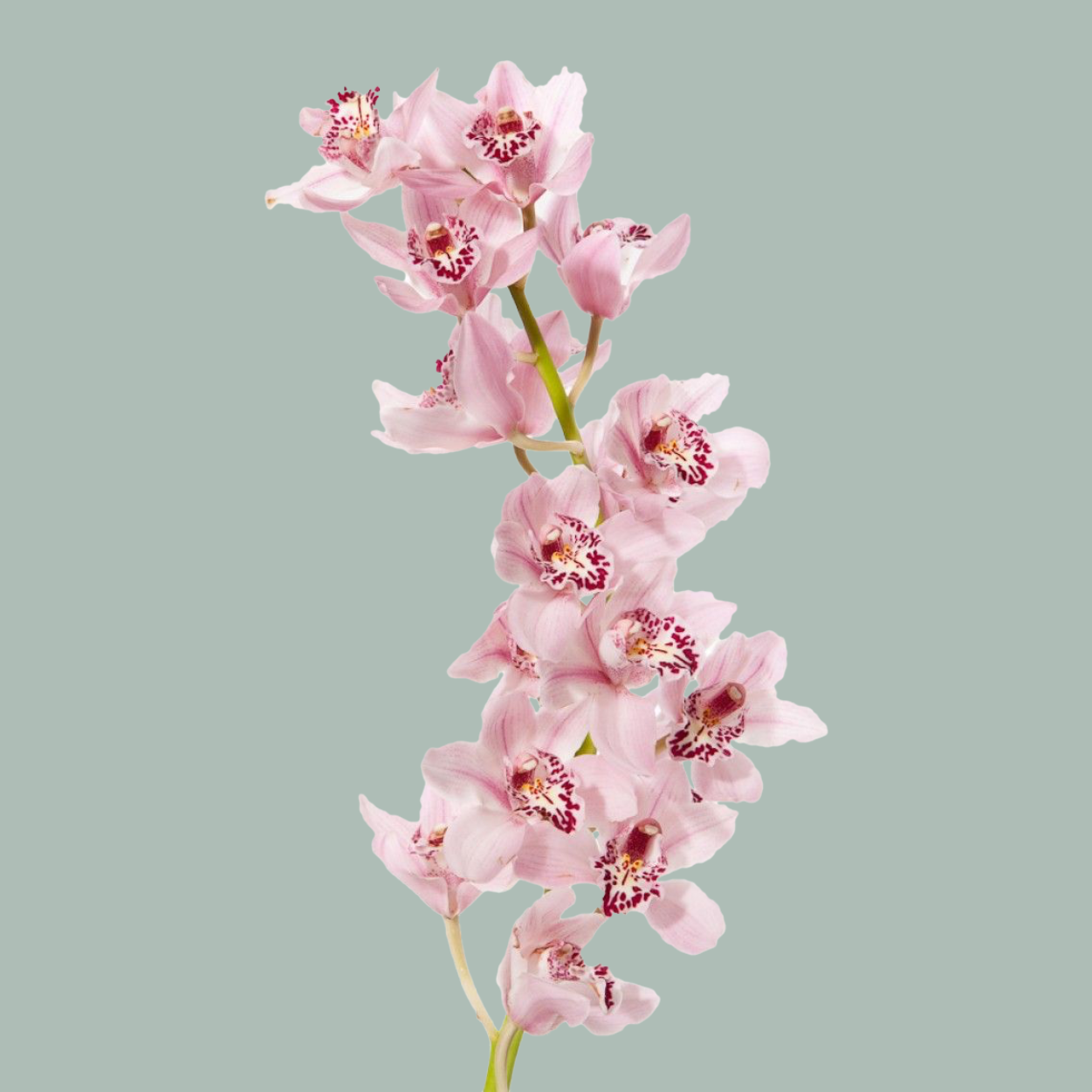 Cymbidium Orchid Summer Magic Pink (8 Stems)