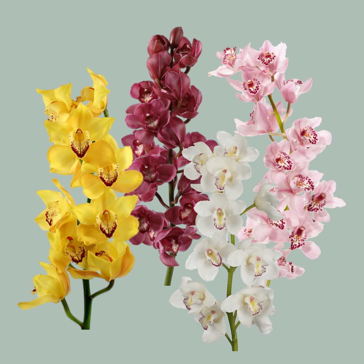 Cymbidium Orchid Mix (8 Stems)