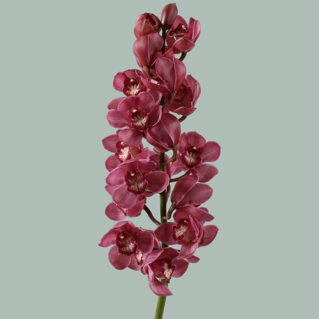 Cymbidium Orchid Red Dream (8 Stems)