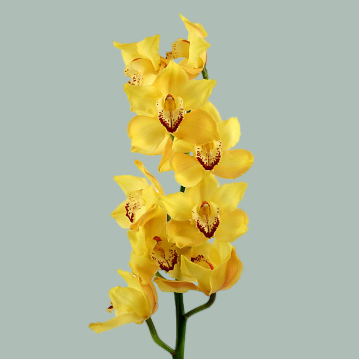 Cymbidium Orchid Yellow River Esther (8 Stems)