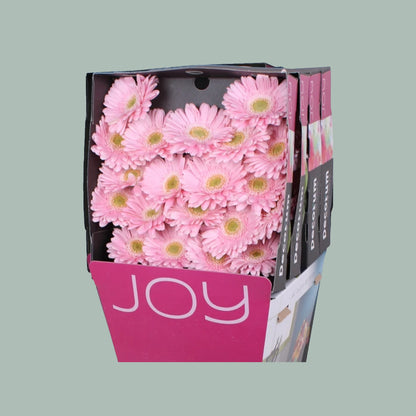 Germini Babble (20 Stems)