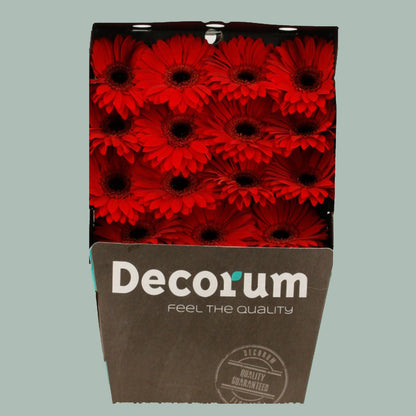 Gerbera El Mundo (15 Stems)