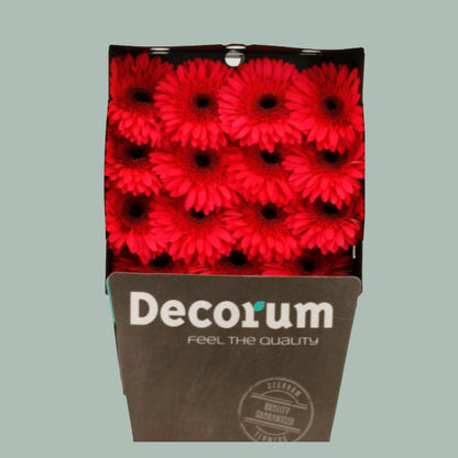 Gerbera Candela (15 Stems)