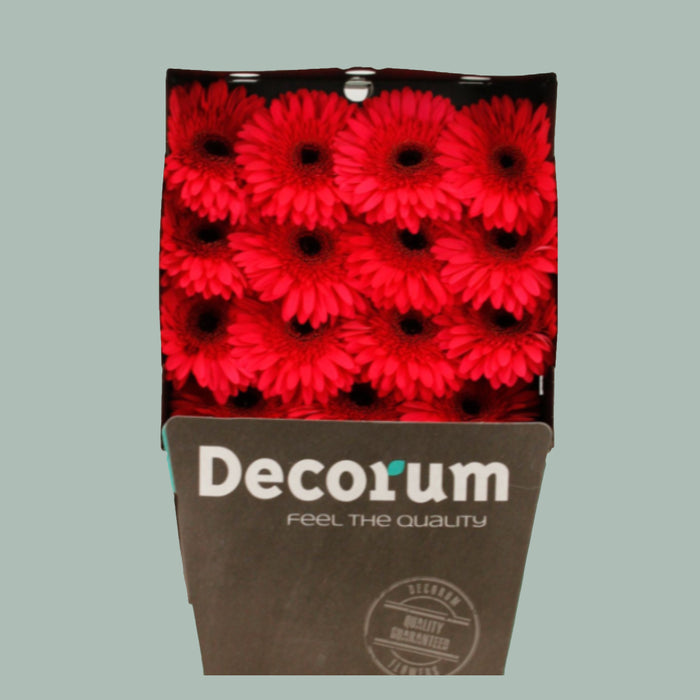 Gerbera Candela (15 Stems)