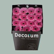 Gerbera Mozart (15 Stems)