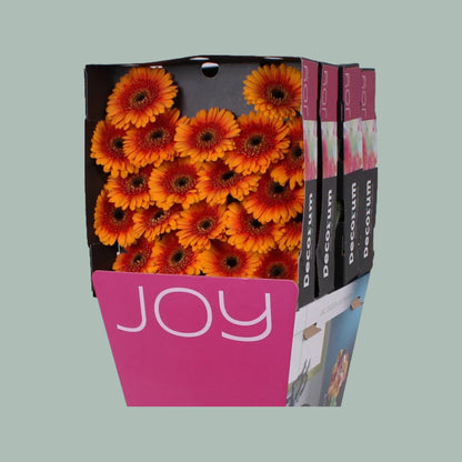 Germini Ariba (20 Stems)