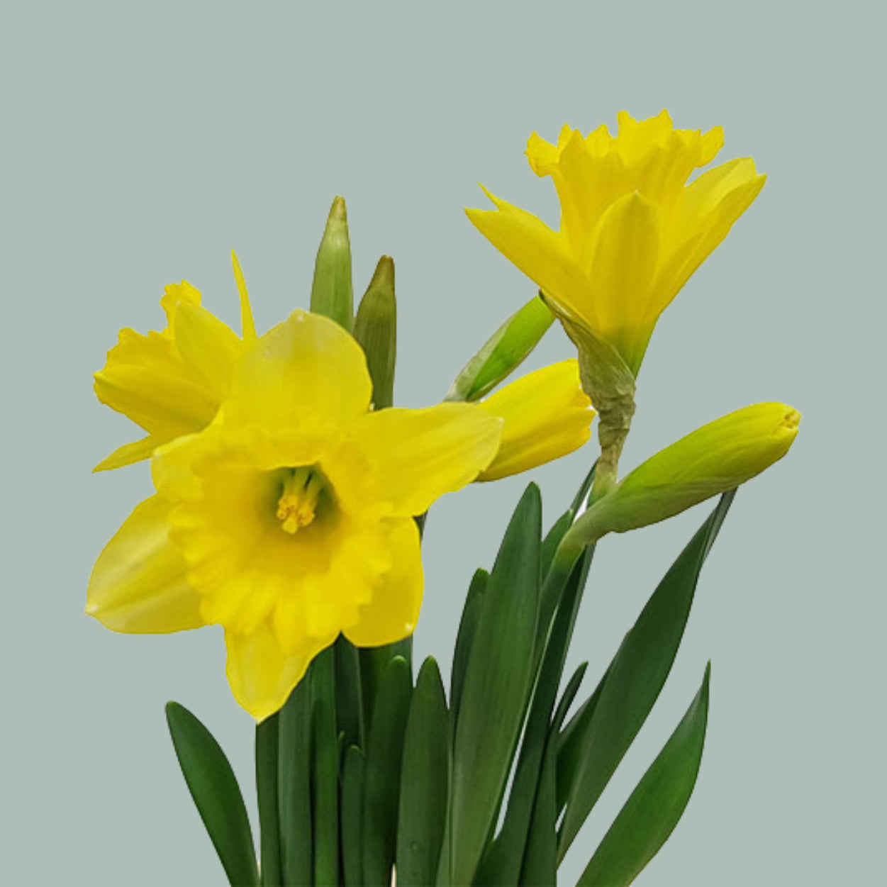 Daffodil Carlton (50 Stems)