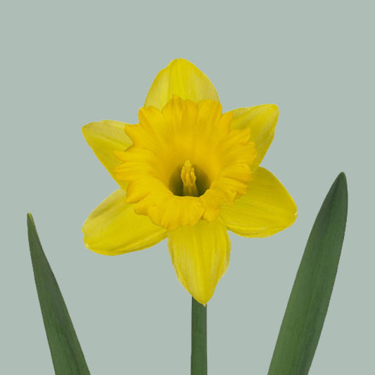 Daffodil Dutch Master (50 Stems)