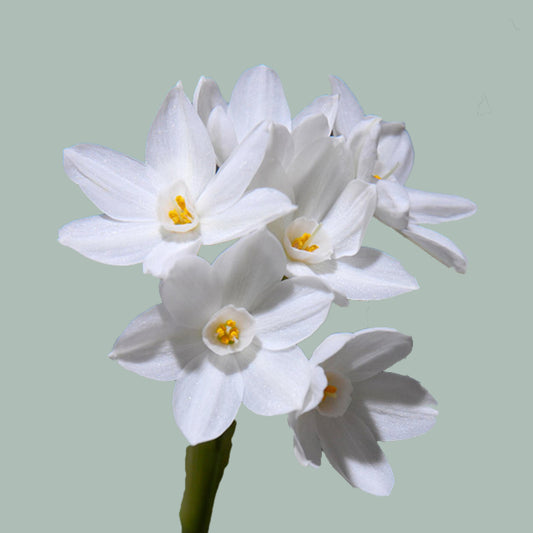 Daffodil Paperwhite (50 Stems)