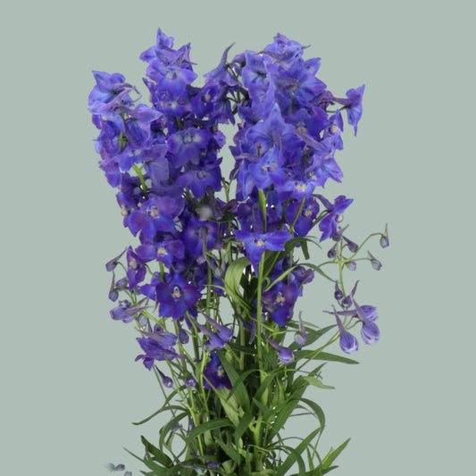 Delphinium Atlantis (10 Stems)