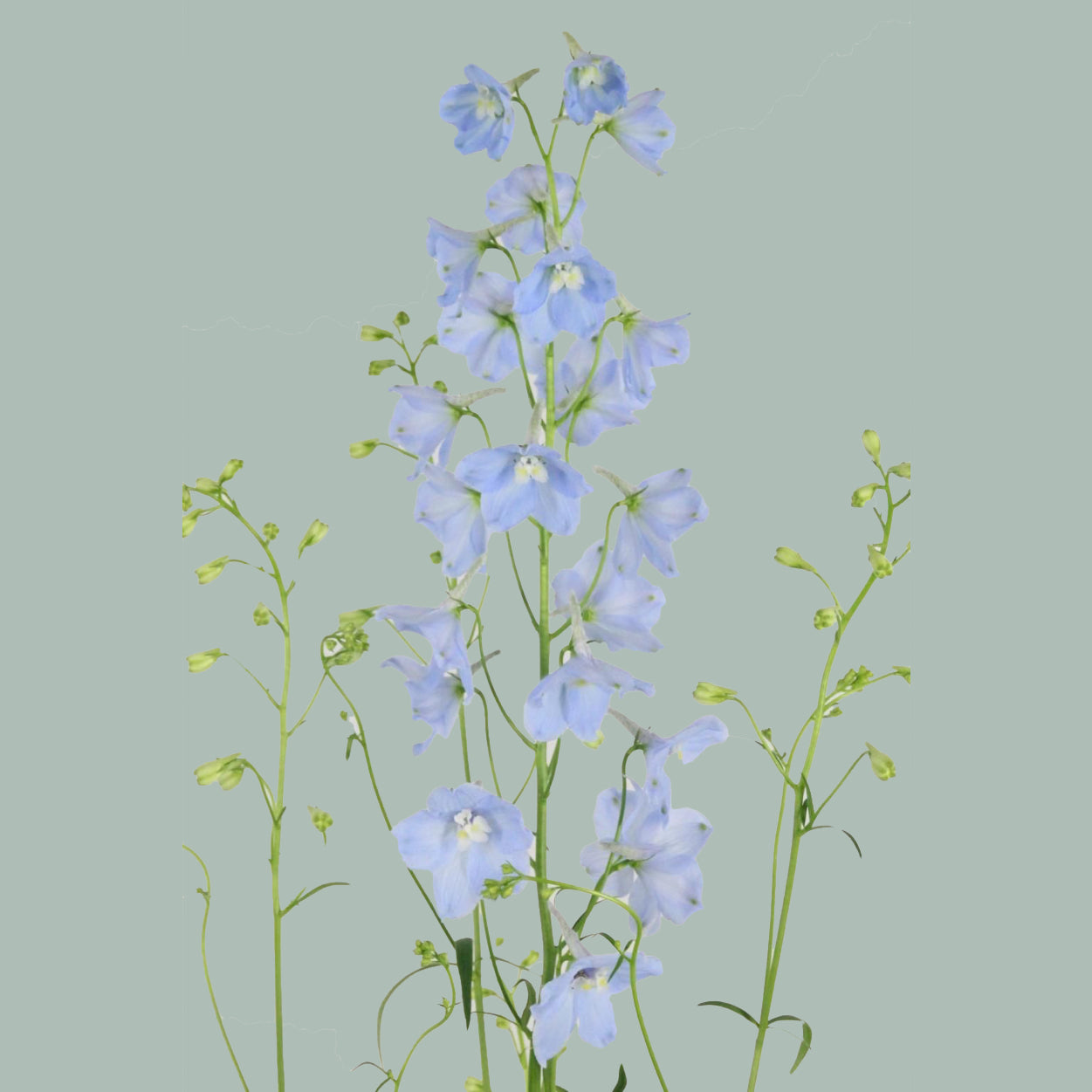 Delphinium Ballkleid (10 Stems) – All Occasions Wholesale