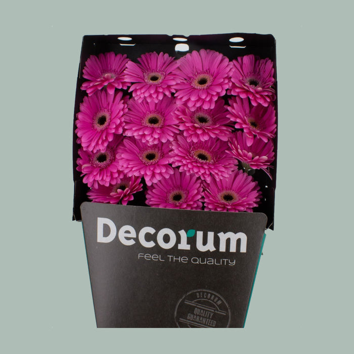 Gerbera - Gerbera - Large Flowered