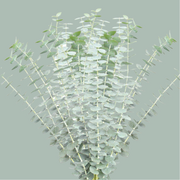 Eucalyptus - Eucalyptus - Baby Blue